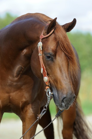 Jac's brother, one of Roxy's foals.