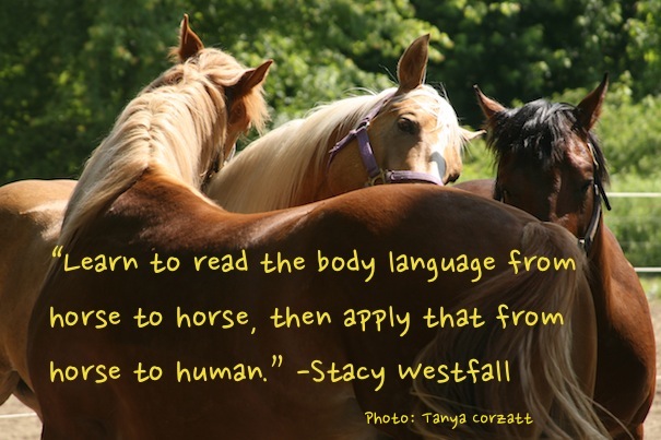 “Learn to read the body language from horse to horse, then apply that from horse to human.” -Stacy Westfall