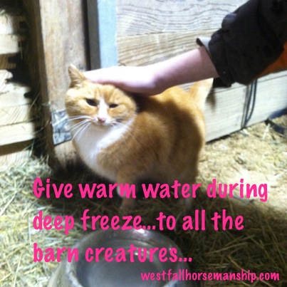 barn cats need warm water too