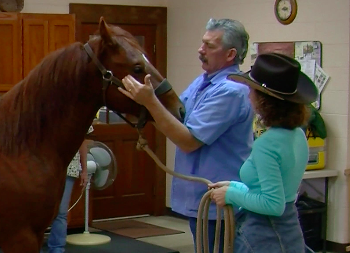 Vet/chiropractor evaluates horse