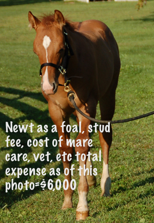 Newt foal cost
