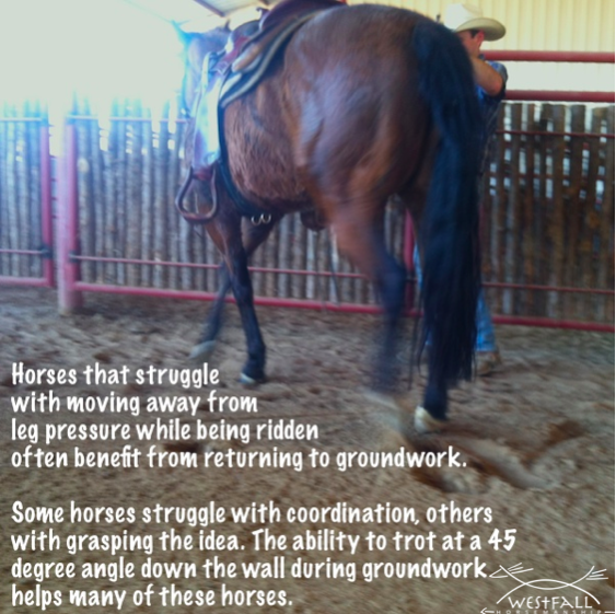 Teaching a horse to move away from leg pressure.