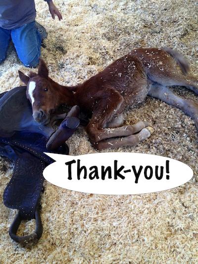 Thank you from a foal