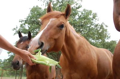 Can a Horse Eat Corn 