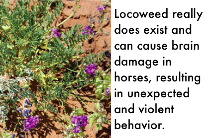 Locoweed can cause unexpected and violent behavior in horses