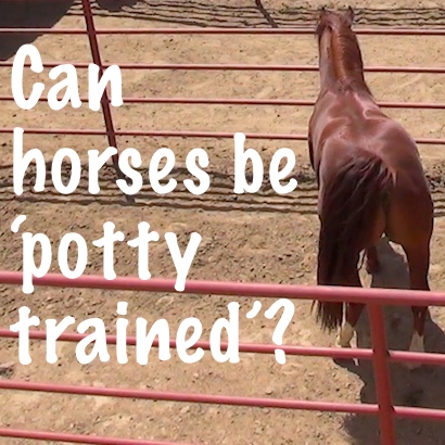 Can horses be 'potty trained'?