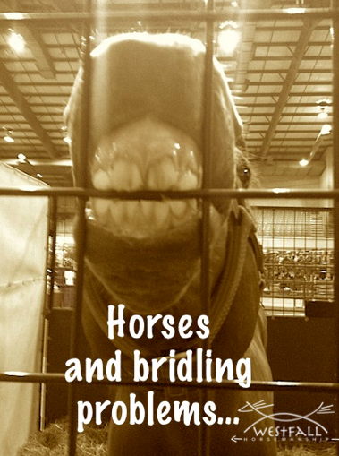 Horses put things in their mouths all the time...but sometimes not when we ask.