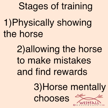 stages of training a horse
