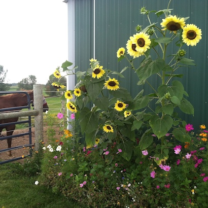 flowers decorating a horse barn