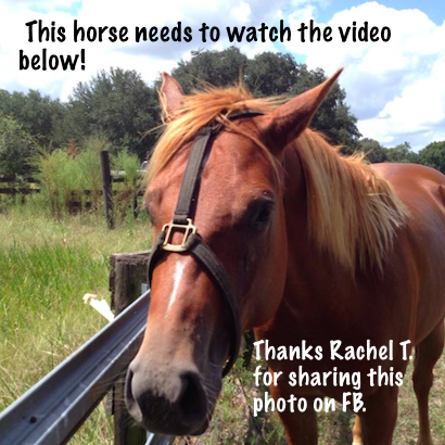 Rachel T. shared a photo of her horse escaping from the halter.