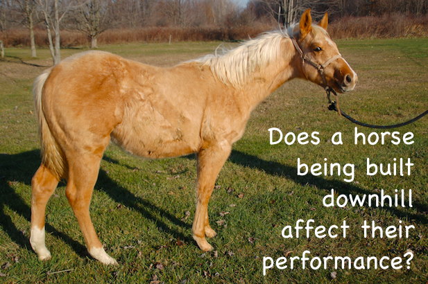 What do u think the affects of quarter horses being built downhill have to do with their performance?