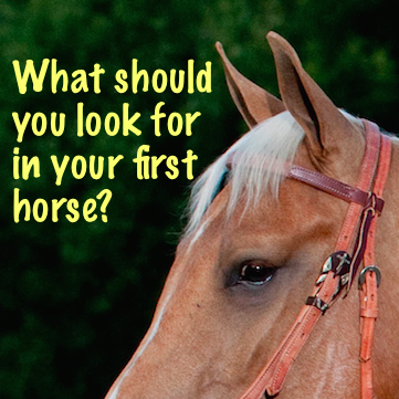 What should you look for in your first horse?