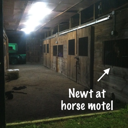 horse hotel