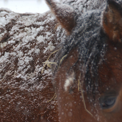 snowy horse
