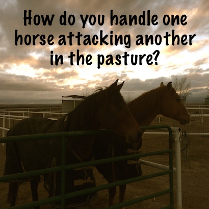How do you handle one horse attacking another in the pasture?