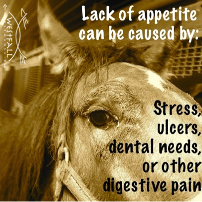 Lack of appetite in a horse can be caused by stress,%0Aulcers, dental needs, or other digestive pain