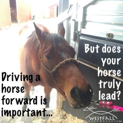 does your horse truly lead?