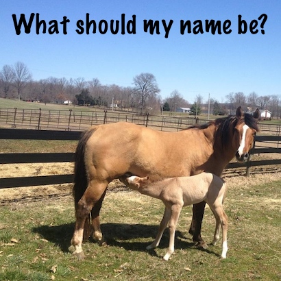 name that foal, what should my name be?