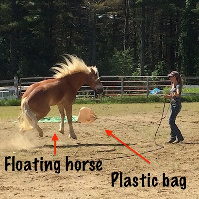 floating horse