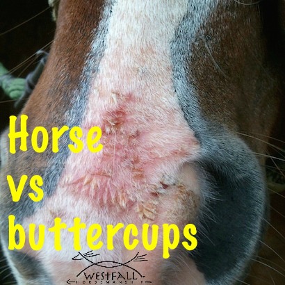 horse vs buttercups
