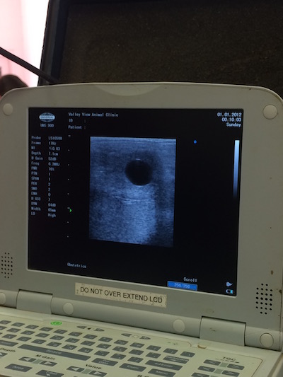 2 week pregnancy check ultrasound on our mare