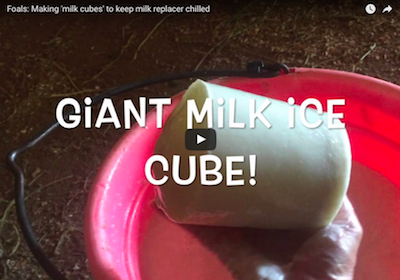 Giant milk ice cube photo