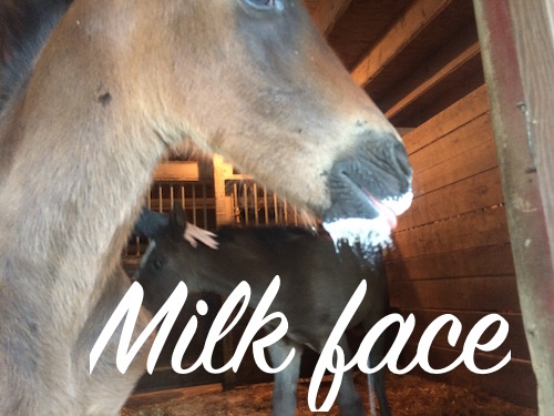 milk face