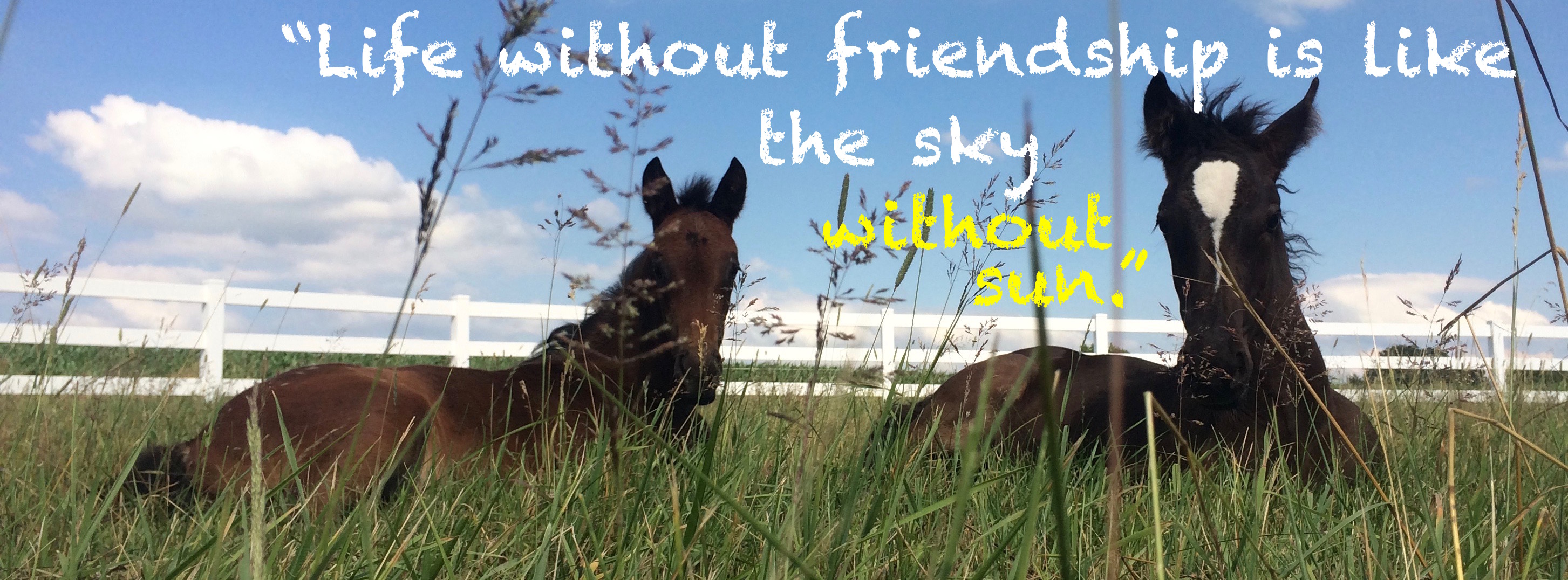 Life without friendship is like the sky without sun.
